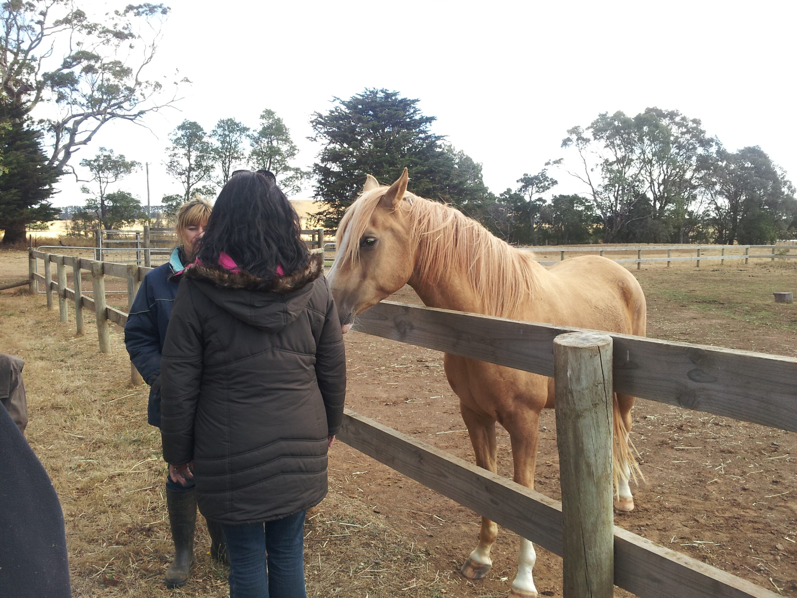 Equine Assisted Learning (EAL)