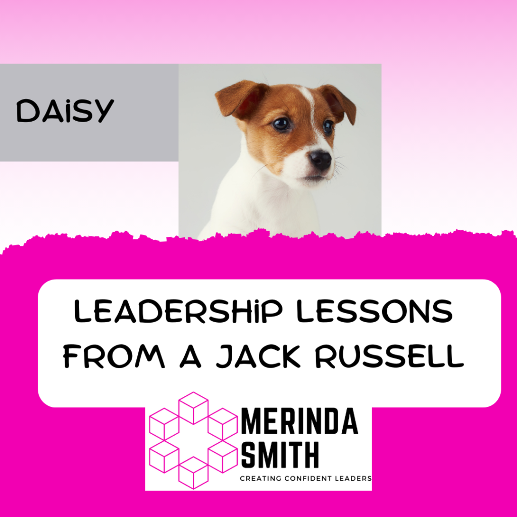 Leadership from a Jack Russell