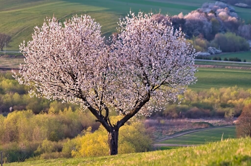 a tree, nature, heart-Creating Confident leaders